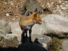 The Red Fox Vulpes Vulpes Is The Largest Of The True Foxes And One Of The Most Widely Distributed Members Of The Order Carnivora, Being Present Across The Entire Northern Hemisphere