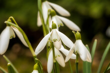 Close-up Shot Of The Heads Of Some Beautifully Blooming Snowdrops During The Early Spring