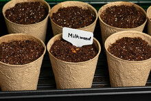 Swamp Milkweed Seeds In Indoor Greenhouse. Gardening And Horticulture Concept