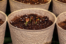 Swamp Milkweed Seedling Growing In Indoor Greenhouse. Gardening And Horticulture Concept.
