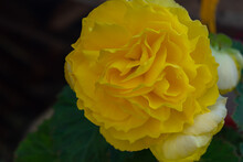Selective Focus Closeup Of The Yellow Begonia Flower In Bloom