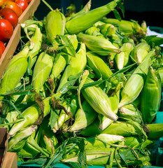 Wall Mural - fresh corn at a market