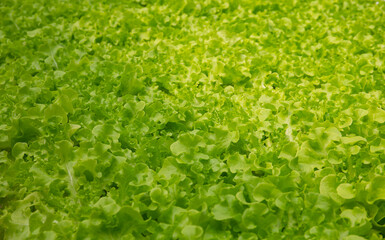 lettuce growing in a garden