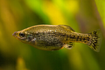 Wall Mural - The butterfly splitfin or butterfly goodeid (Ameca splendens).