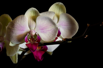 Wall Mural - Orchid