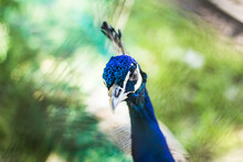 Selective Focus Shot Of A Blue Indian Peafowl