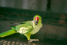 Indian Ringneck Parrots Are Attractive, Intelligent And Friendly Pets