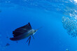 exico、カンクン沖合のバショウカジキと一緒にswim