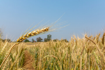 Gold color ear of barley in organic barley field.