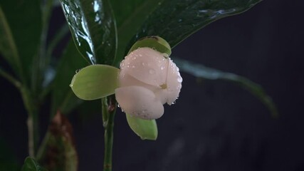 Wall Mural - White magnolia flowers and leaves on black background and water from slow motion watering plants