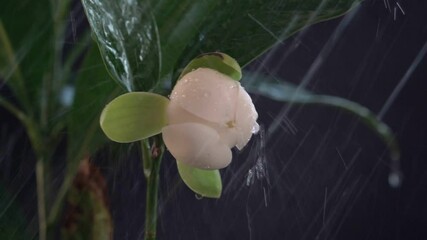 Wall Mural - White magnolia flowers and leaves on black background and water from slow motion watering plants
