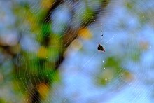Doria's Spiny Spider (Gasteracantha Doriae) On Web With Blurred Natural Background.