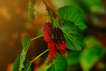 Wall Mural - Red mulberry fruits on branch of mulberry tree.