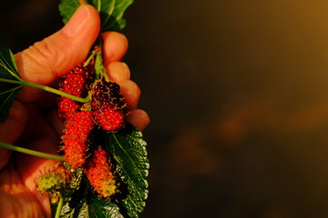 Wall Mural - Hand holding bunch of red mulberry fruits.