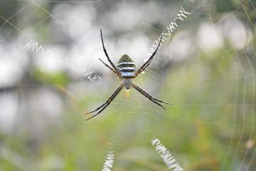 spider on web