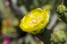 Yellow Flower Opuntia Cactus Macro