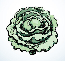 Canvas Print - Cabbage. Vector drawing icon sign