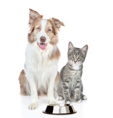 Poster - Border collie dog and kitten sit together with empty bowl. Isolated on white background