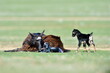 little new born baby goats on field in spring