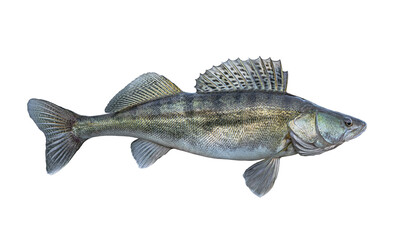 Zander. Walleye fish isolated on white background. Sander pikeperch fishing