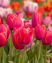 Variety Colors Tulips Background On Spring.
