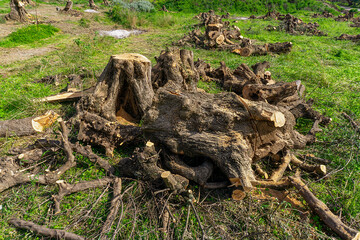 Cut olive wood on the field. Cleaning up old trees. Agriculture.