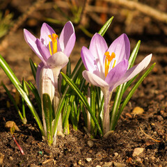 Wall Mural - Lilac crocus flowers on garden.