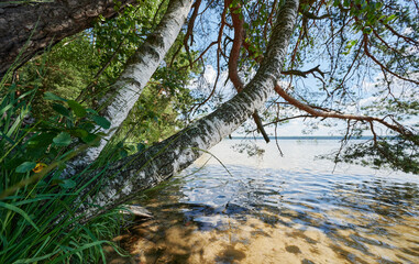 Wall Mural - birch tree in lake beach
