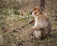 Barbary Macaque Monkey In Zoo