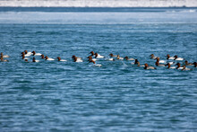 Flock Of Canvasback And Redhead Ducks Swimming On A Lake