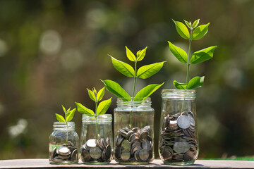 coins in four jug glass with plant grow step on wood. saving and growing money concept