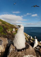 Black-browed Albatross chick sitting in a mud cup nest