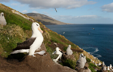 Wall Mural - black-browed albatross sitting on a mud pillar nest