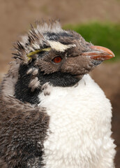 Wall Mural - close up of a moulting rockhopper penguin chick