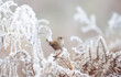 Close up of a wren perched on a frosted fern