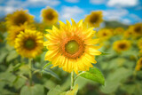 Fototapeta  - sunflower field in the summer