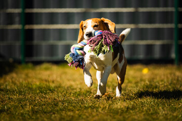 Wall Mural - Beagle dog runs in garden towards the camera with colorful toy. Sunny day dog fetching a toy.