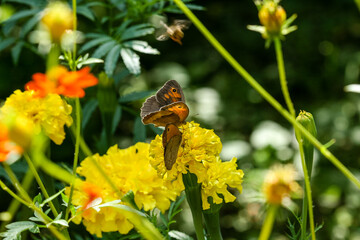 Orange, yellow field flower with a bee