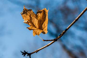 Autumn leaves on a branch in the sunlight close-up