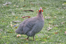 Helmeted Guineafowl On The Field. Poultry In The Household