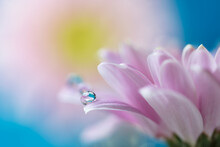 Abstract Blurred Background With Soft Pink Pastel And Delicate  Gerbera Flower Petals With Water Drops Refraction Macro, Selective Focus And Blurs, Spring Freshness Joy And Hope Concept