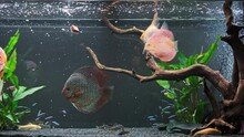 Feeding The Fish In The Aquariumwith Cow Meat Algea And Flakes. Symphysodon Discus, Angelfish, Tetra Neon In Fishtank