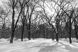 Fototapeta Miasta - Beautiful Black and White Central Park Winter Landscape with Snow and trees in New York City