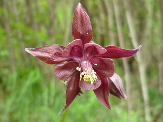 Aquilegia