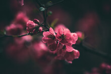 Springtime Flowers Japanese Quince Or Chaenomeles Japonica Dark Background Soft Focus
