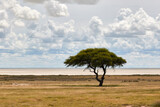 Fototapeta Sawanna - Landscape of Etosha National Park