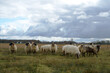 © René Notenbomer - flock of sheep in a typical northern Dutch landscape in winter with dark clouds