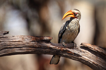 Wall Mural - The southern yellow-billed hornbill (Tockus leucomelas) on the branch with brown background.African hornbill sitting on a dry branch.