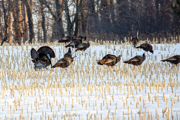 Wall Mural - Flock of wild Wisconsin turkeys (meleagris gallopavo) in the courtship ritual on a harvested corn field in March