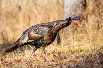 Wall Mural - Male wild turkey (Meleagris gallopavo) in a Wisconsin field in autumn